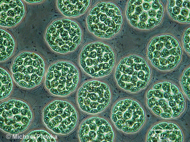 Leben im Teich und Garten die GeißelkugelGrünalge (Eudorina elegans